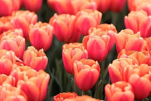 Roze Tulpen