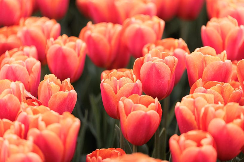 Pink Tulips by Marjan Schmit Visser