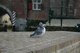 loving pigeons by Louis Hagebeuk