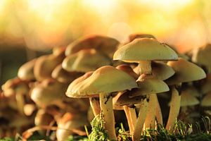 Groepje kleine paddenstoelen in de herfst