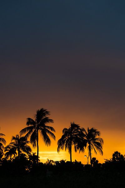 Miami von Hello Pompoyo