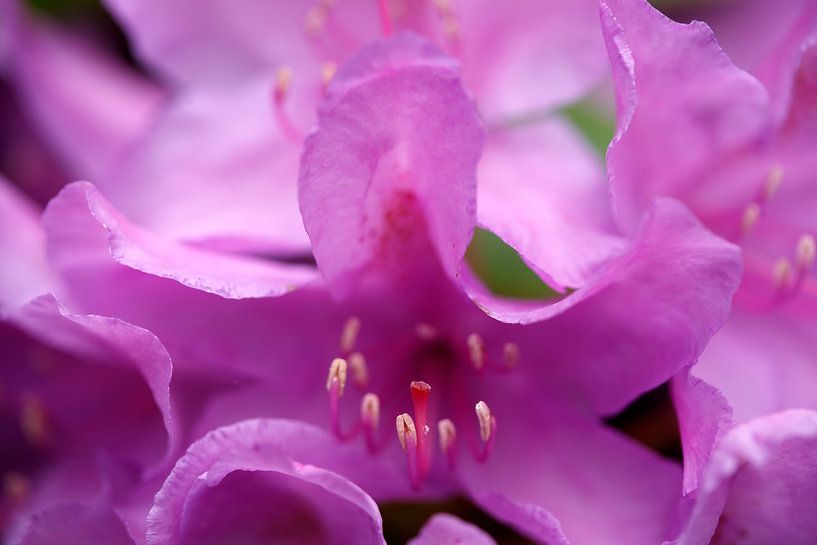 Purple rhododendron flower, close up, Germany by Torsten Krüger