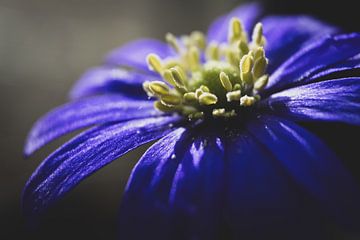 Fleur Anemone blanda pourpre gros plan sur Imladris Images