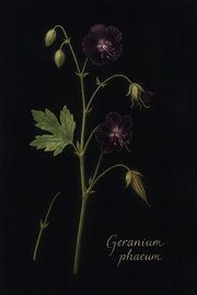 Stork flower dark - Geranium phaeum by Bert Quaedvlieg