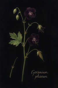 Ooievaarsbek donkere – Geranium phaeum