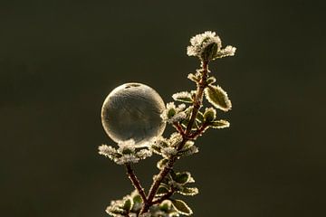 Bevroren zeepbel van Tanja van Beuningen