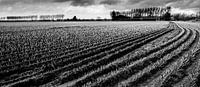 Zeelandic landscape