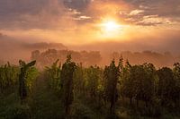 Sunrise over the vineyards
