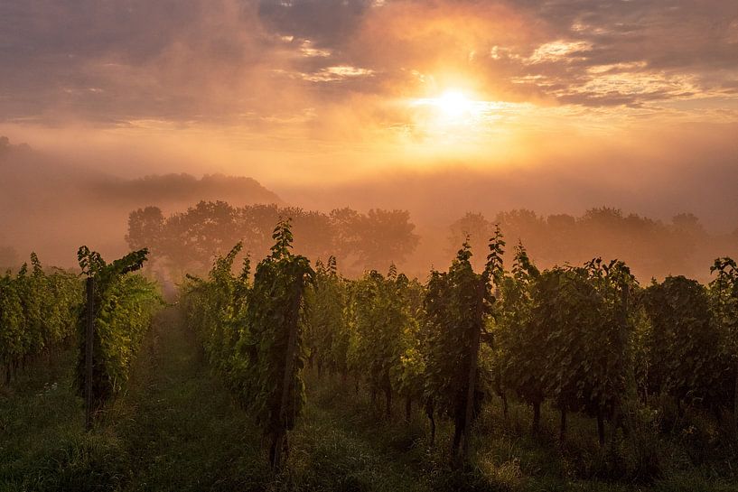 Sunrise over the vineyards by Flatfield