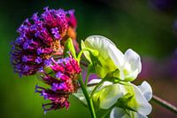 Flower contrast