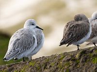 Sanderling - Keeping an eye on things