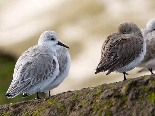 Drieteenstrandloper - Een oogje in het zeil van Kevin Kos