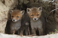 Red fox cubs. par Menno Schaefer Aperçu