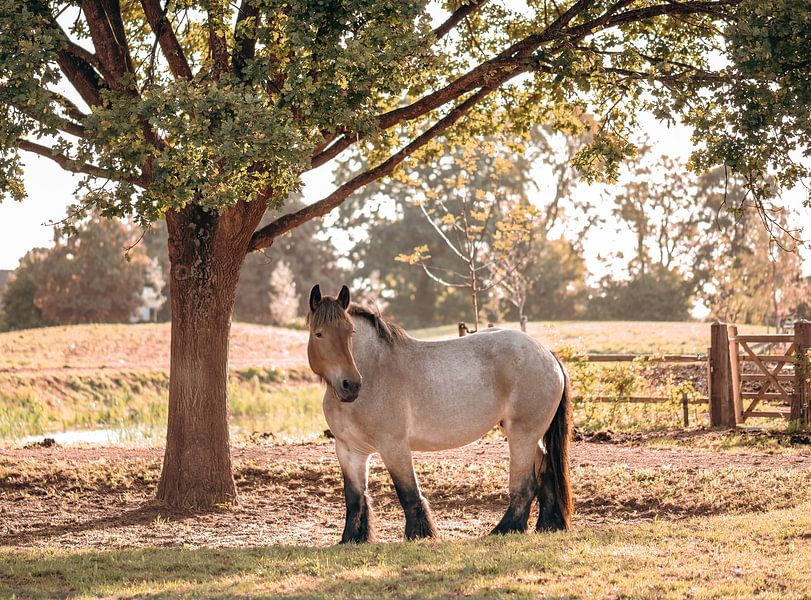 farm horse by Tania Perneel