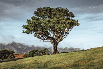 De eenzame boom op de heuvel II | Fanal | Madeira van Daan Duvillier | Dsquared Photography