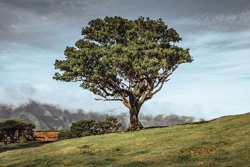 The lone tree on the hill II | Fanal | Madeira