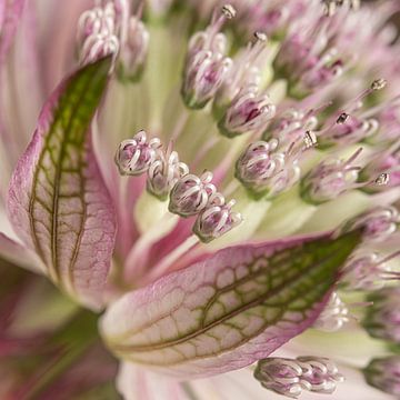 Close-up van een Astrantia Major (Zeeuws Knoopje) van Marjolijn van den Berg