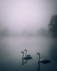 The swans by Angelina Bauer