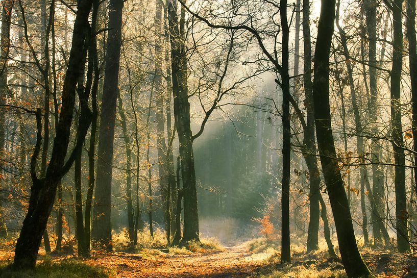 Promenade en forêt par Sara in t Veld Fotografie