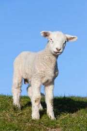 Domestic sheep-lamb by Sven-Erik Arndt