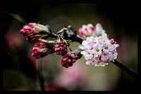 Blüte