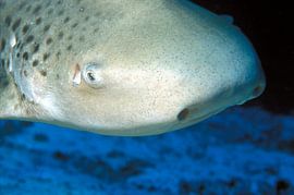 Leopardenhai von Alexander Schulz