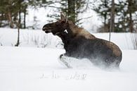 Mossen ( Alces alces ) in de winter, jonge stier, gewei, rennen, vluchten door diepe sneeuw, Yellows van wunderbare Erde thumbnail