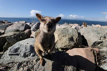 allied rock-wallaby , Petrogale assimilis Magnetic Island in Que by Frank Fichtmüller
