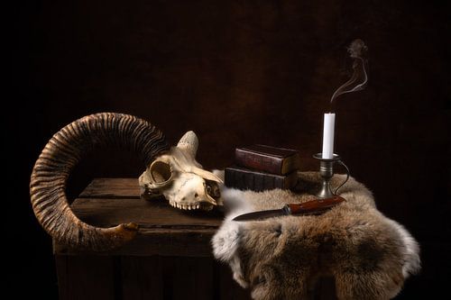 The one-horned sheep