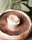 Portobello kleur van Valerie Boehlen thumbnail