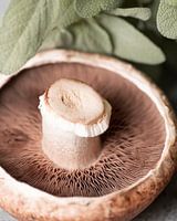 Portobello kleur