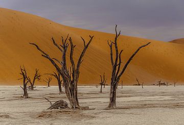 Deadvlei in Sossusvlei, Namibië van Patrick Groß