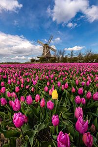 Springtime in the Netherlands sur Costas Ganasos