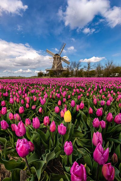 Springtime in the Netherlands von Costas Ganasos