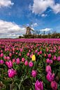 Springtime in the Netherlands par Costas Ganasos Aperçu
