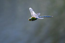 Keizer libelle in de vlucht sur Hannie Heere