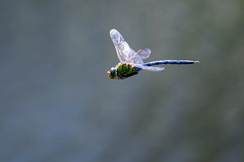 Keizer libelle in de vlucht