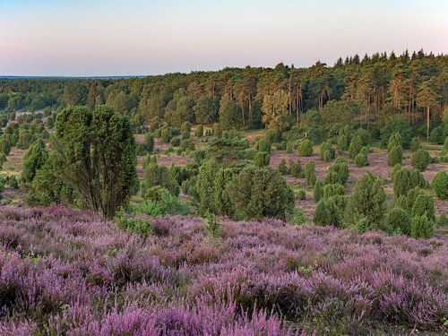 Lüneburger Heide, grond van de doden in het ochtendlicht