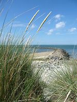 Wiegen im Wind