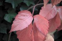 Les couleurs de l'automne dans toute leur splendeur
