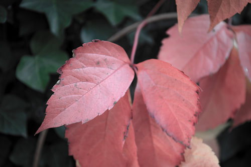 De kleuren van de herfst in verschillende pracht