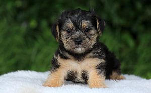 Chiot boomer