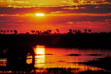 Afrika, Olifant van Paul van Gaalen, natuurfotograaf