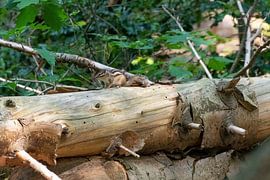 Siberian squirrel by Merijn Loch