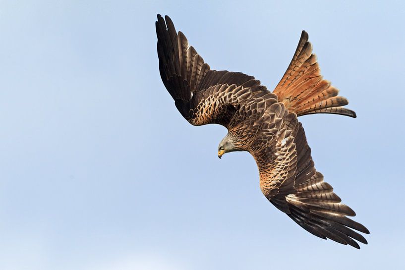 Rotmilan im Tauchflug in England von Jeroen Stel