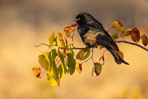 Trauerdrongo von Meleah Fotografie
