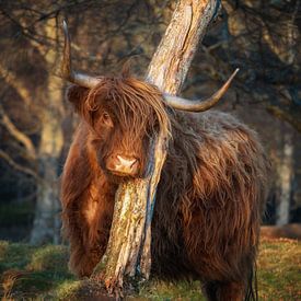 Sexiest Scottish Highlander Coo ever by Pascal Raymond Dorland