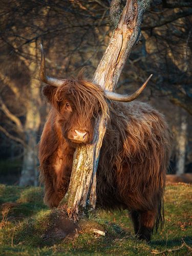 Le plus sexy des Highlanders écossais sur Pascal Raymond Dorland