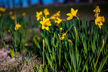 Nahaufnahme von gelben Narzissenblüten im Park
