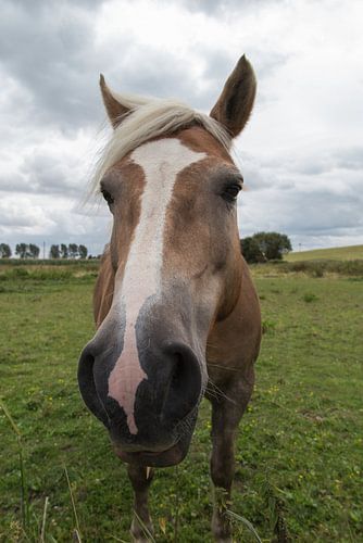 Haflinger Porträt